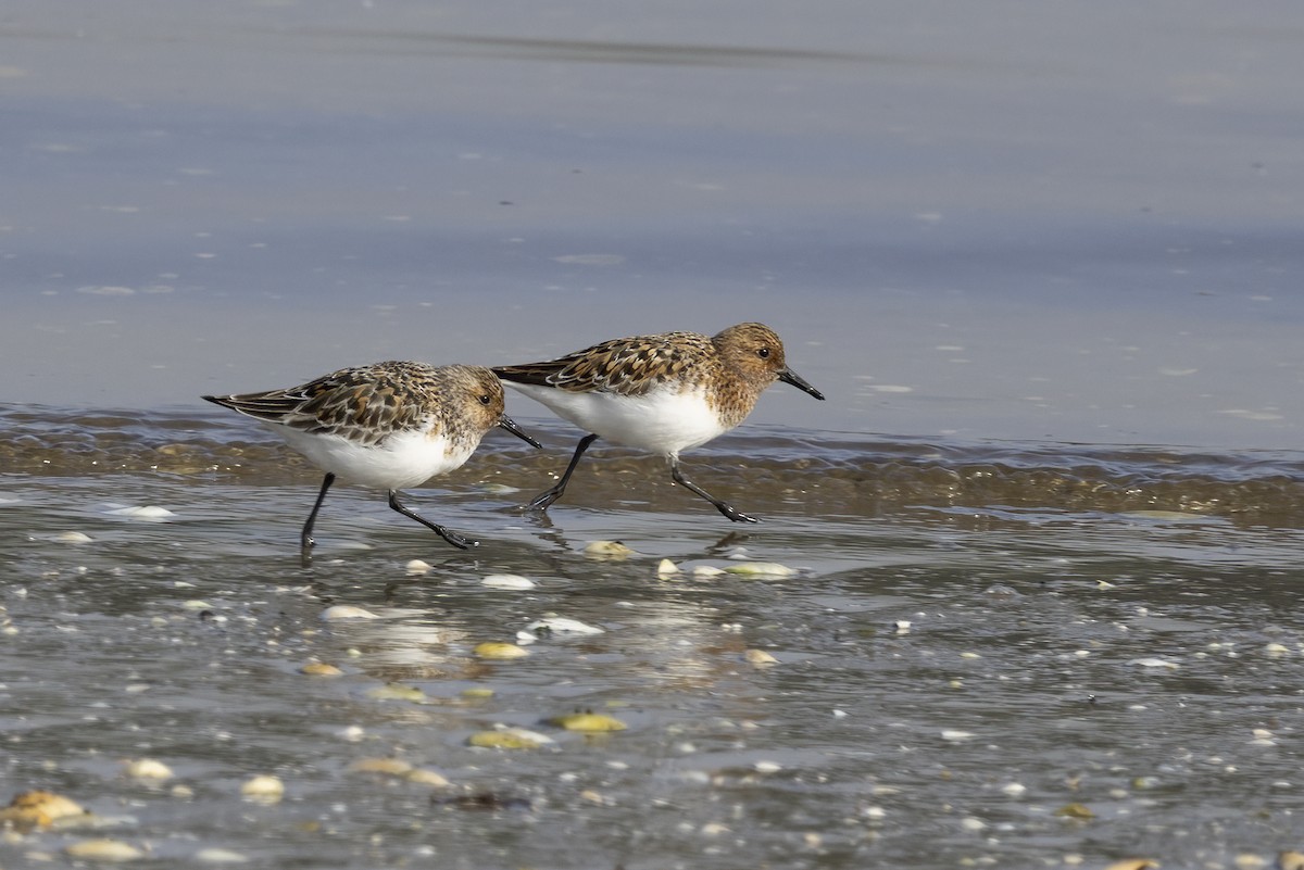 Sanderling - ML620481777