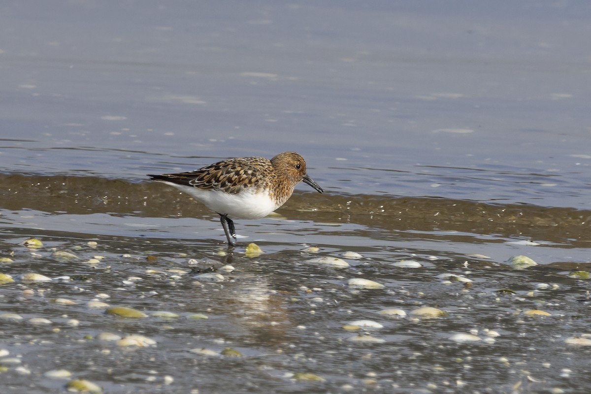 Sanderling - ML620481780