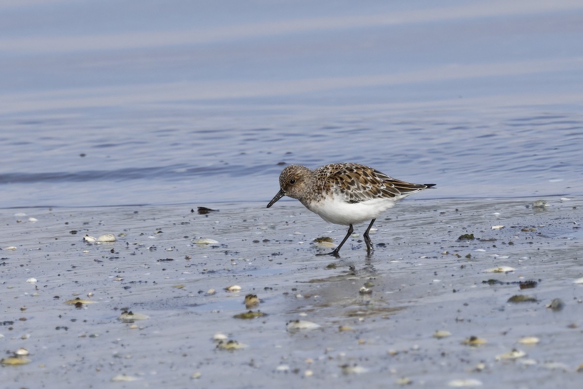 Sanderling - ML620481782