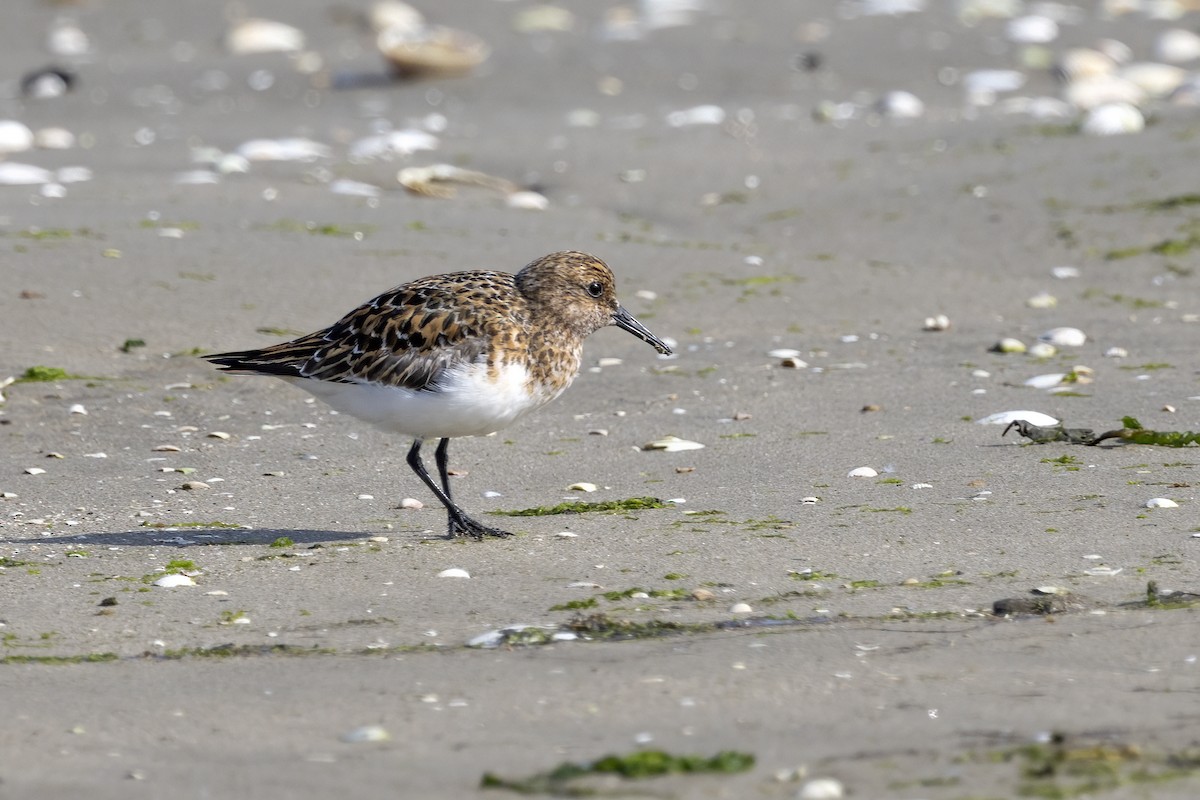 Sanderling - ML620481785