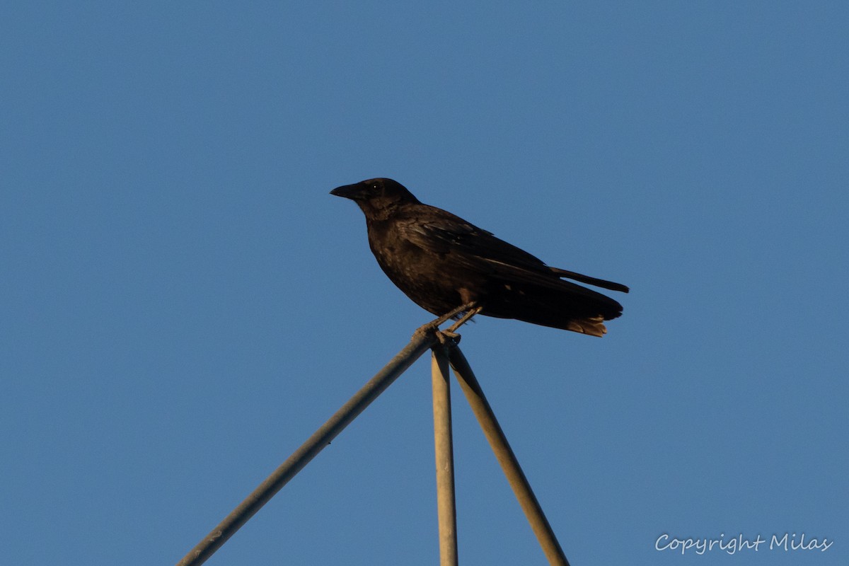 Carrion Crow - ML620481796