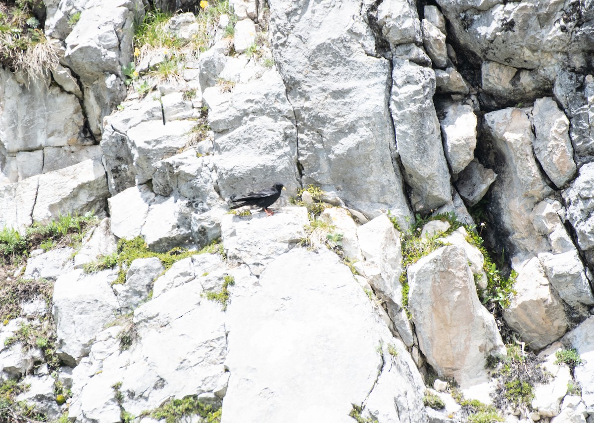 Yellow-billed Chough - ML620481798