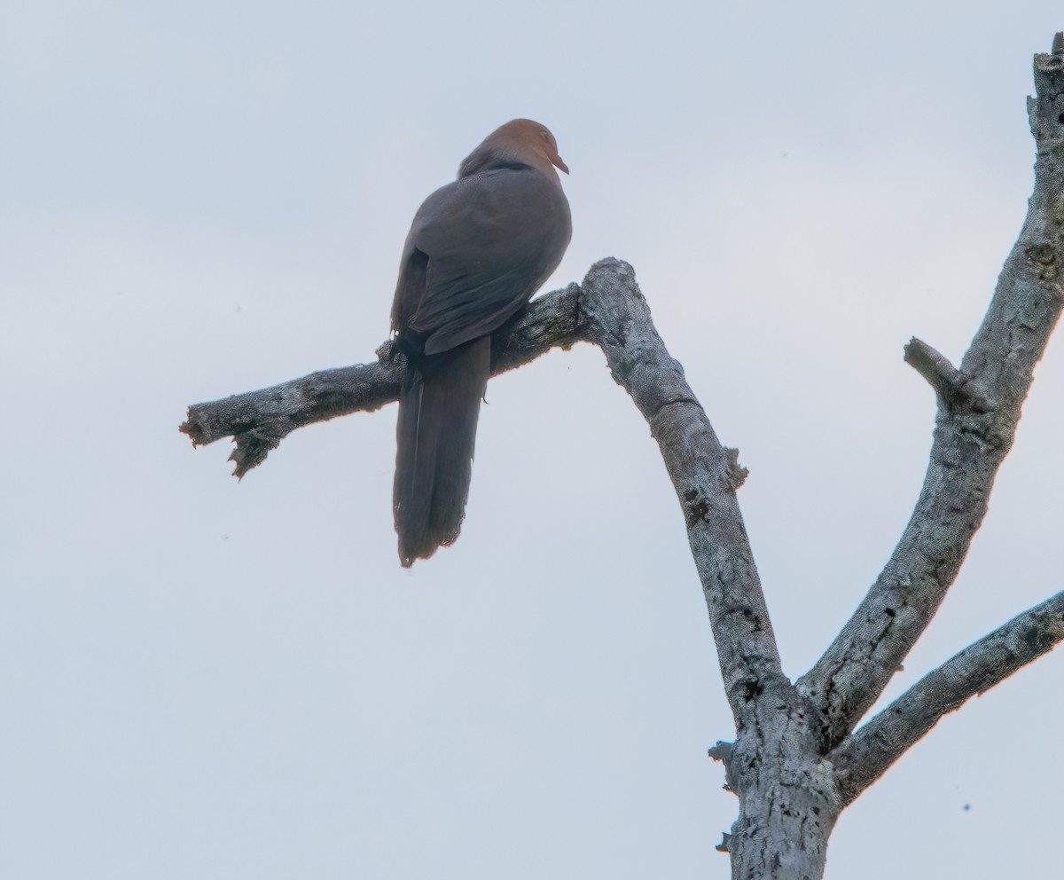 Philippine Cuckoo-Dove - ML620481805