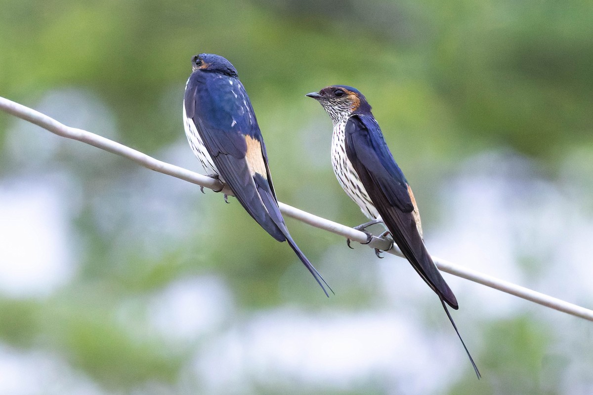 Striated Swallow - Angel BAS-PEREZ