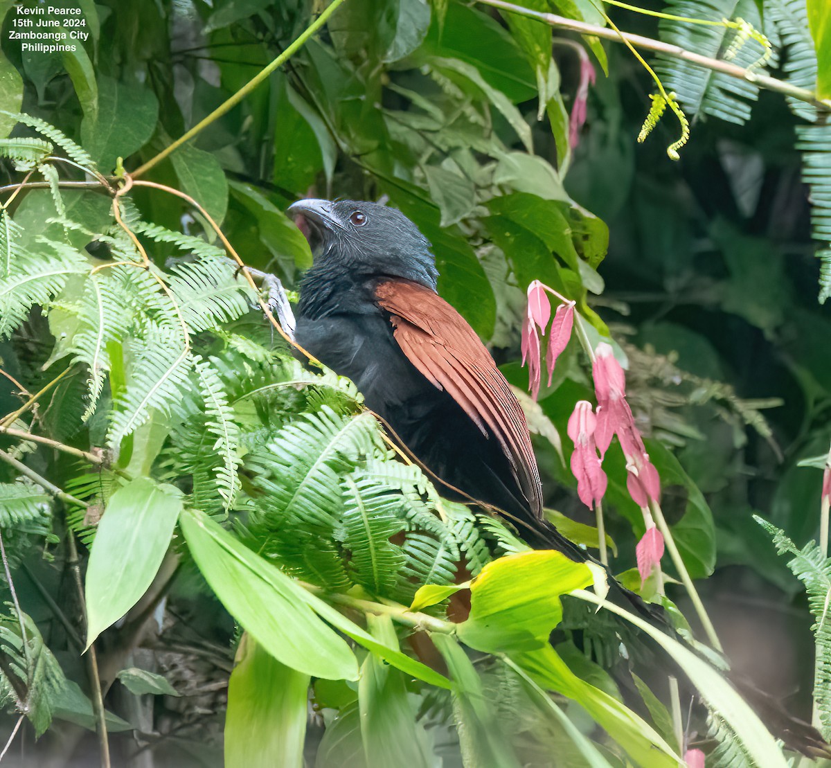 Philippine Coucal - ML620481810