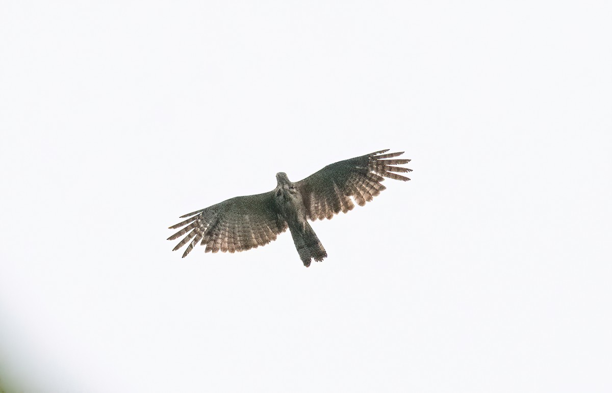 Philippine Honey-buzzard - ML620481815