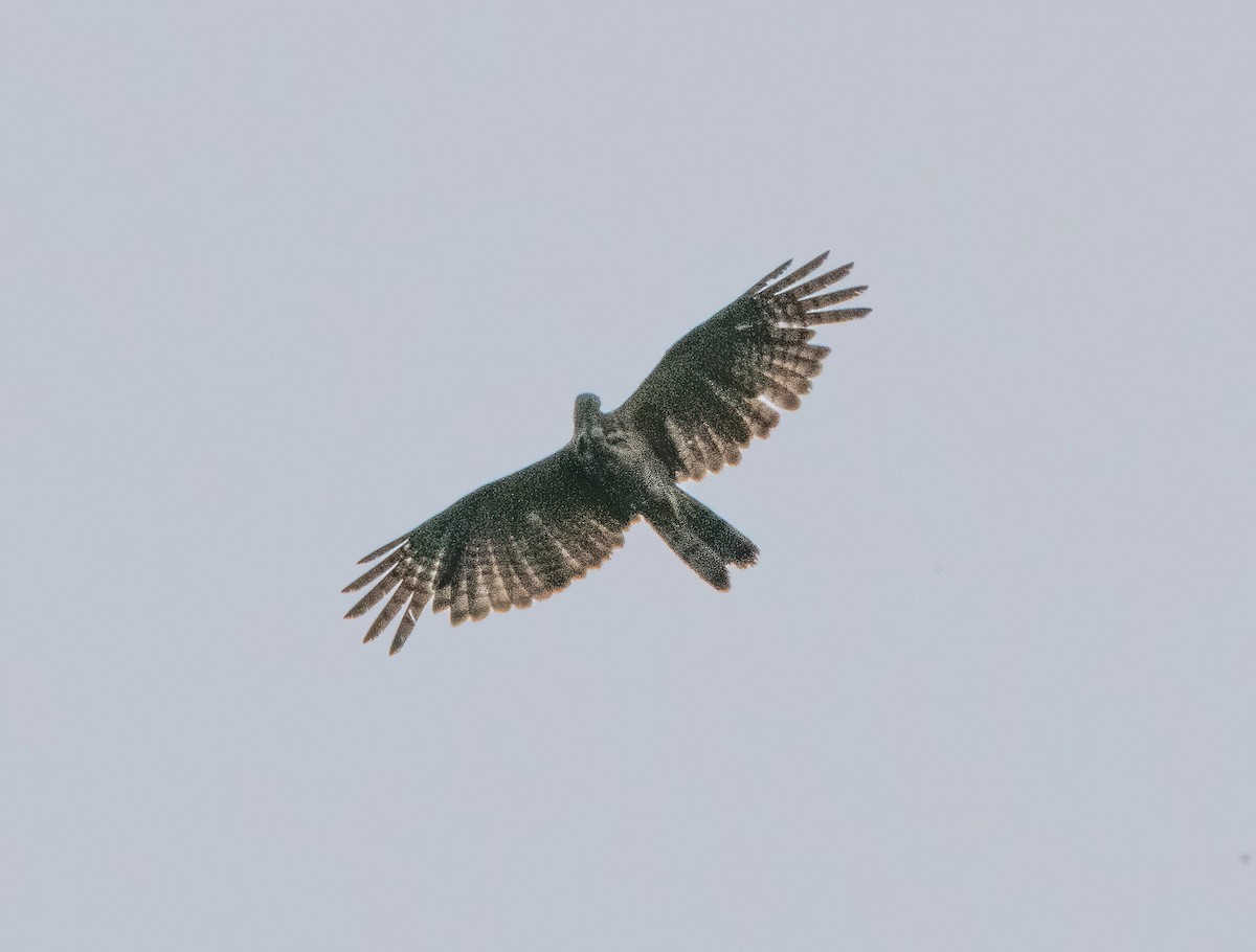 Philippine Honey-buzzard - Kevin Pearce