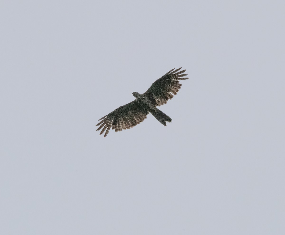 Philippine Honey-buzzard - ML620481818