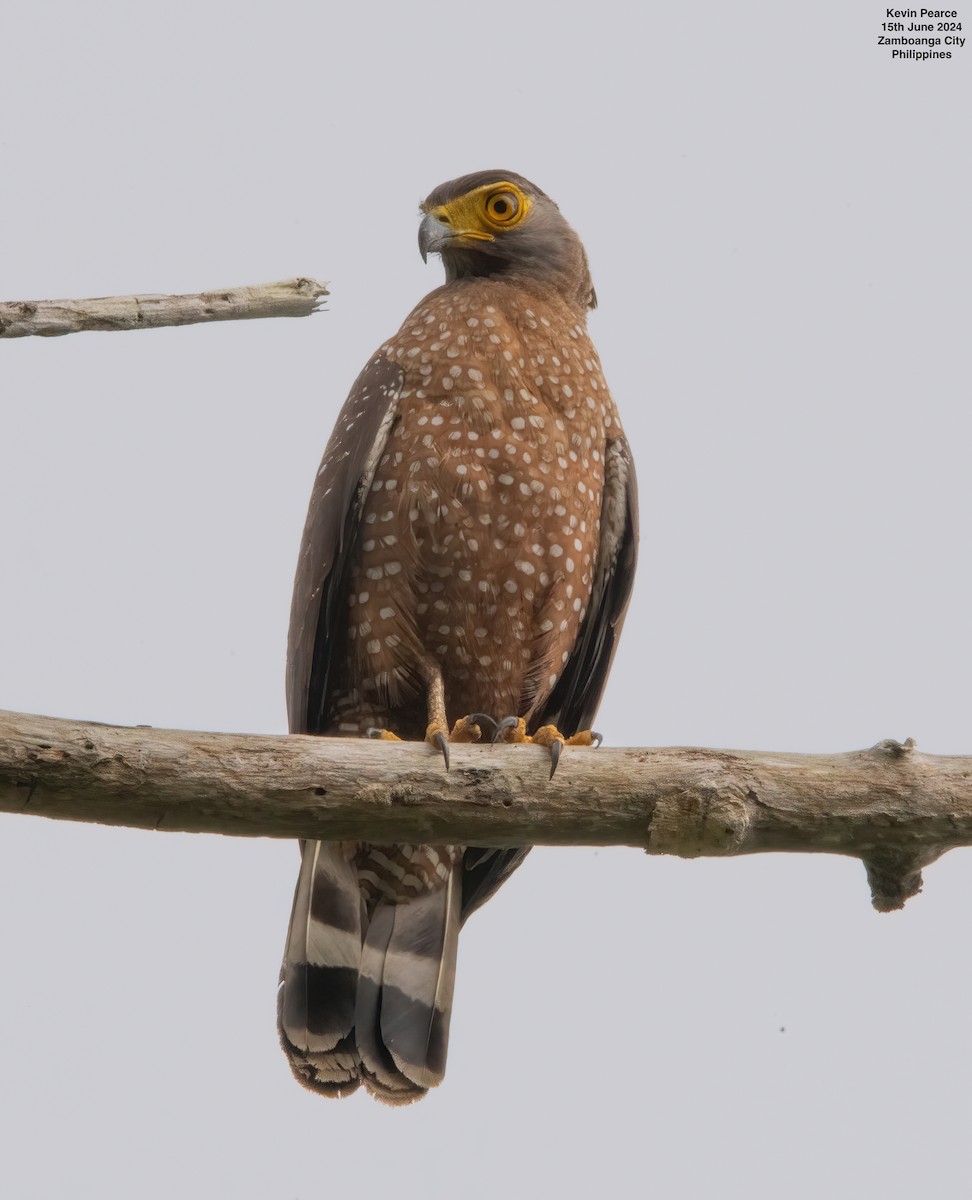 Philippine Serpent-Eagle - ML620481820