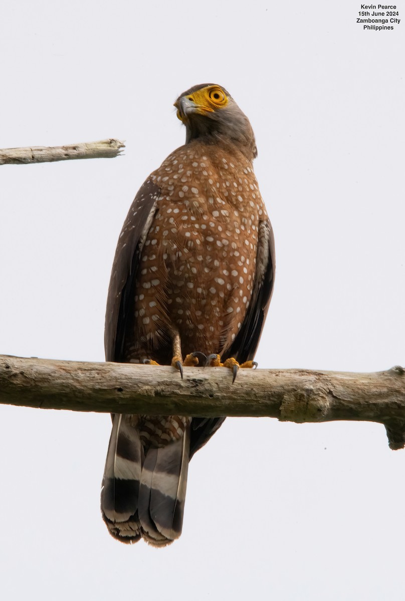 Philippine Serpent-Eagle - ML620481821