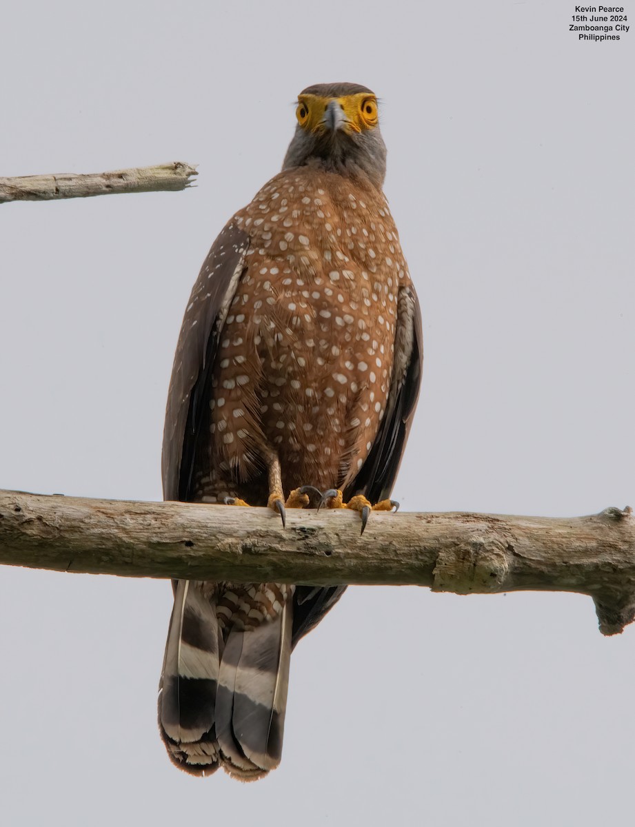 Philippine Serpent-Eagle - ML620481823