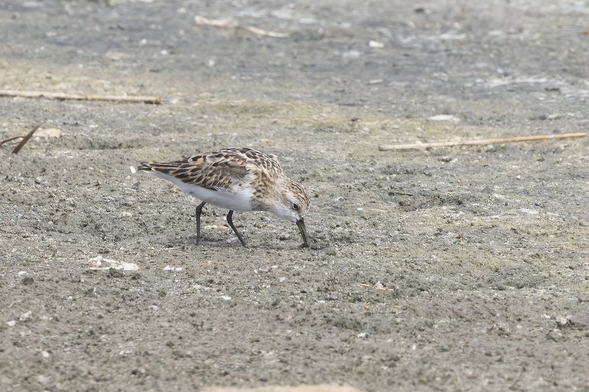 Sanderling - ML620481829