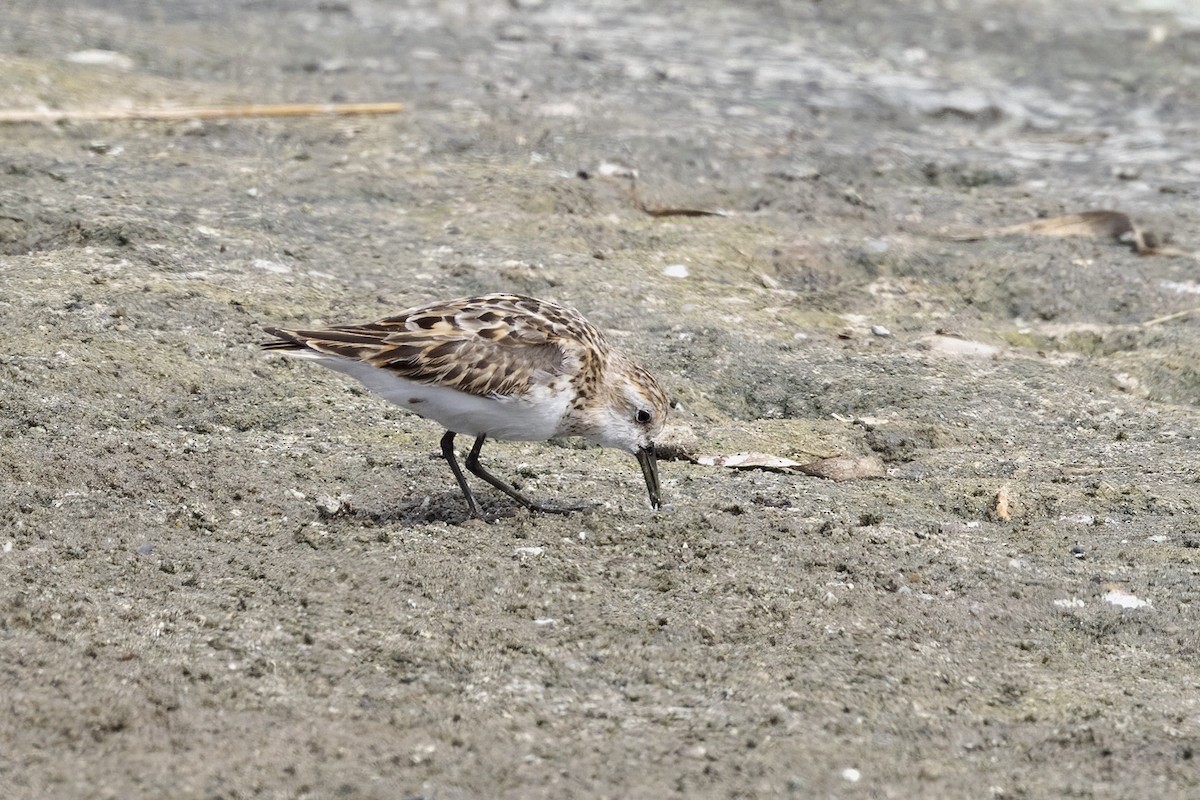 Sanderling - ML620481830