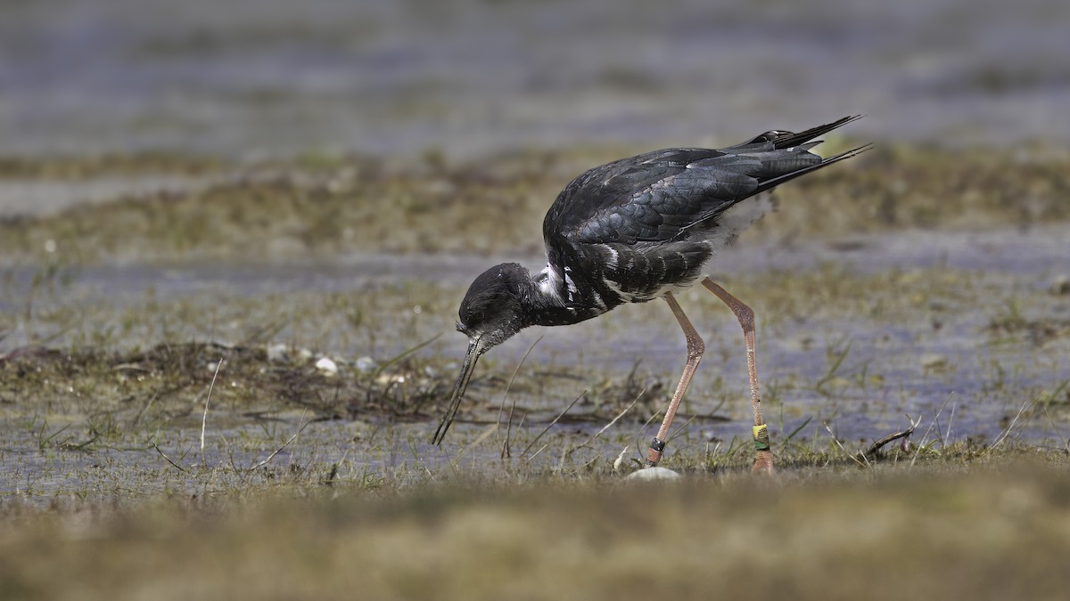 Black Stilt - ML620481834