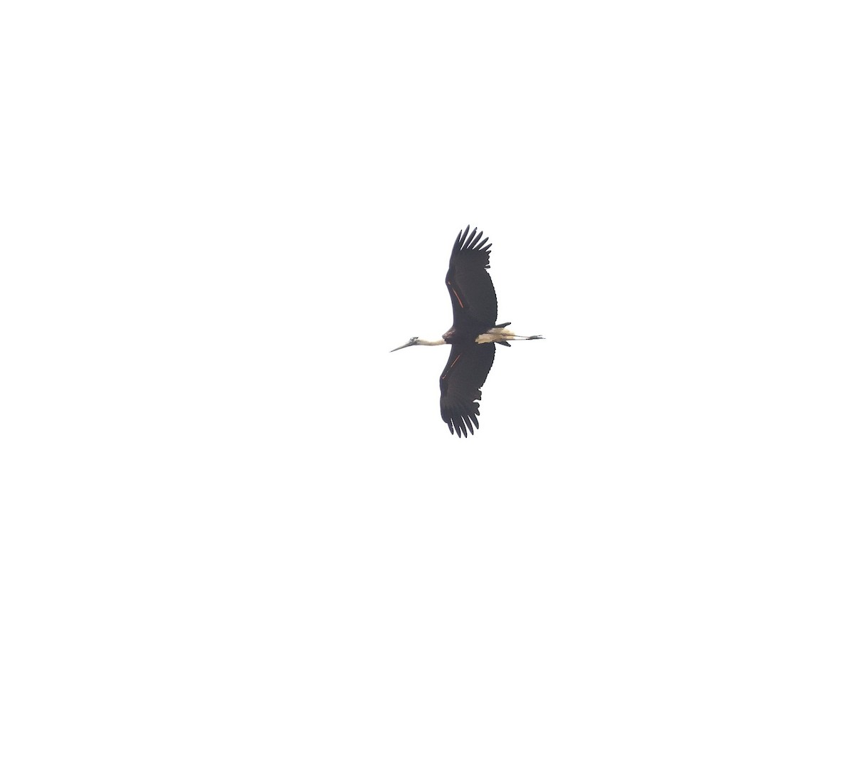 Asian Woolly-necked Stork - ML620481836