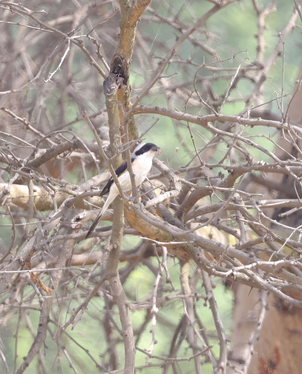 Bay-backed Shrike - ML620481838