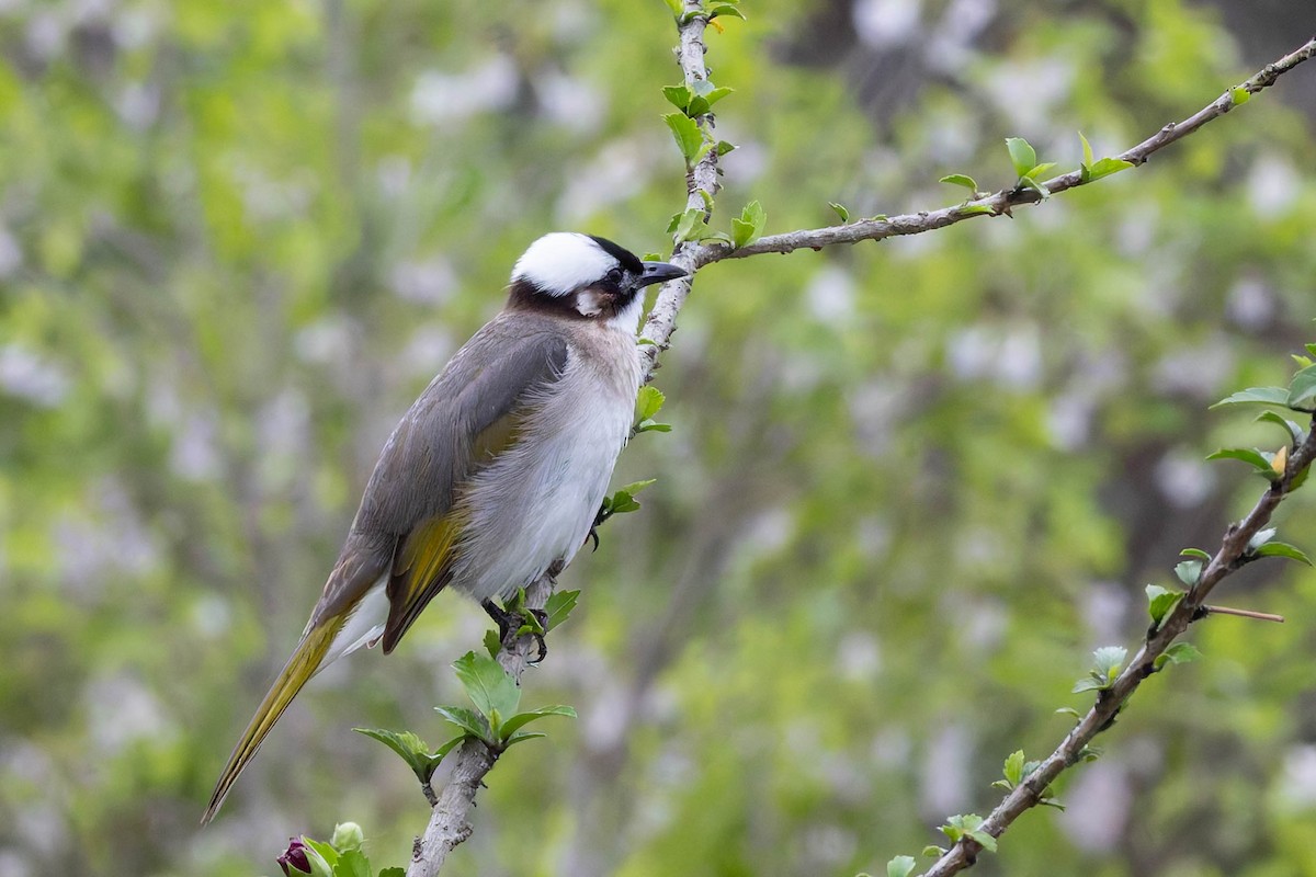 Light-vented Bulbul - ML620481839