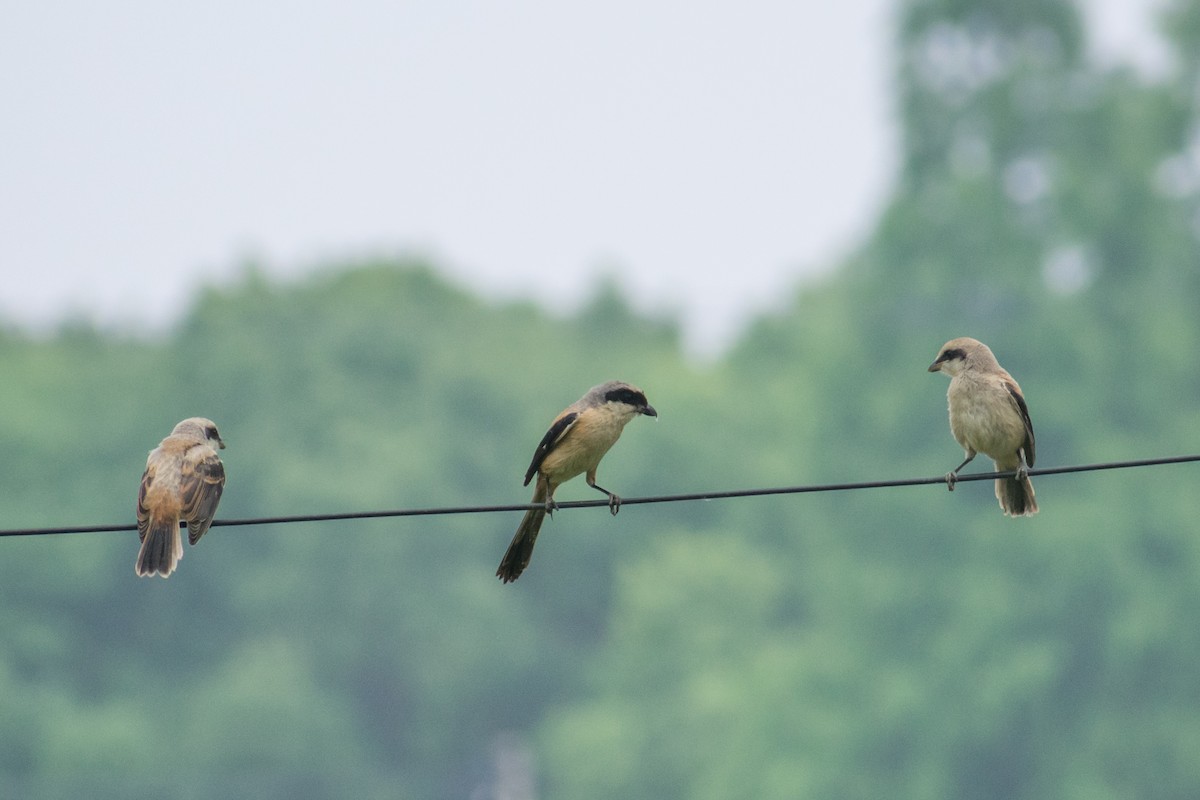 Long-tailed Shrike - ML620481841