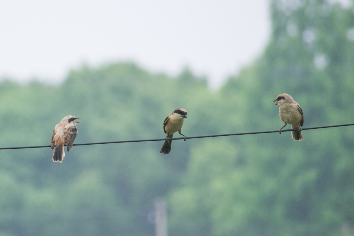 Long-tailed Shrike - ML620481842