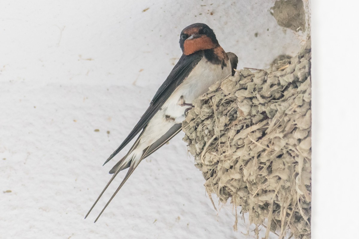 Barn Swallow - ML620481844