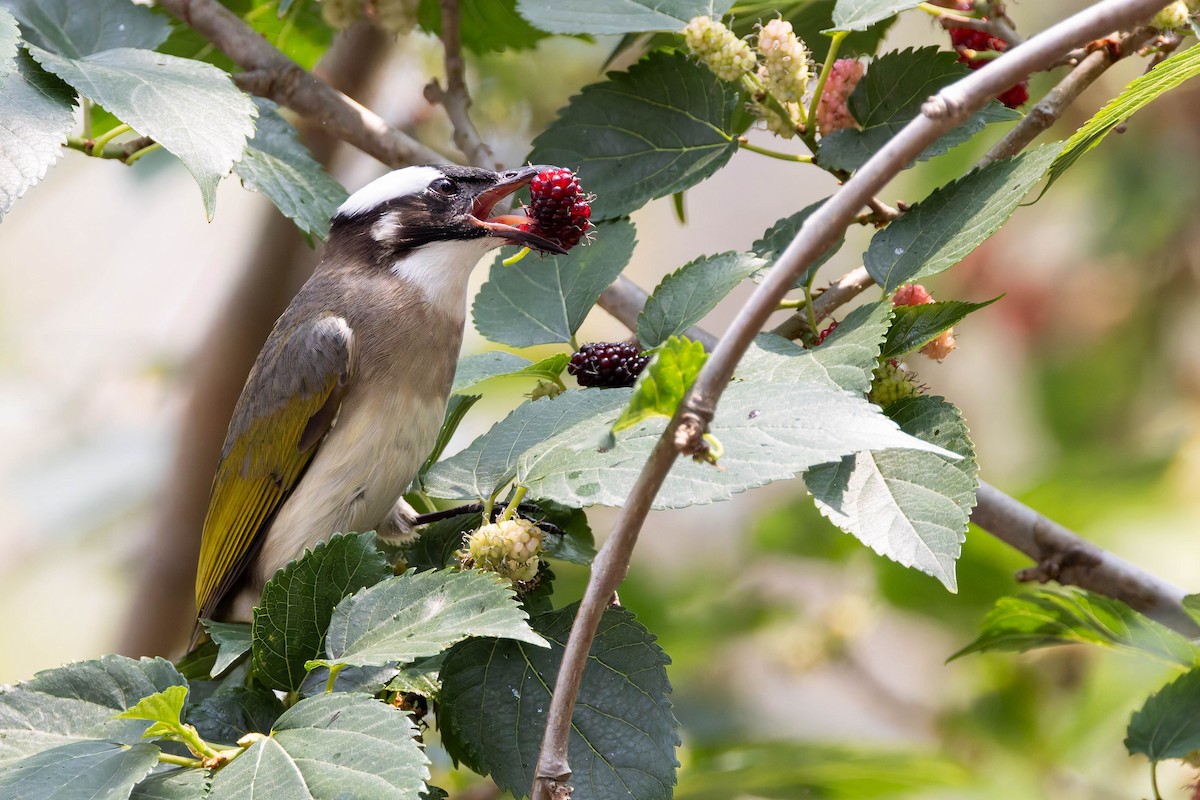 Light-vented Bulbul - ML620481846