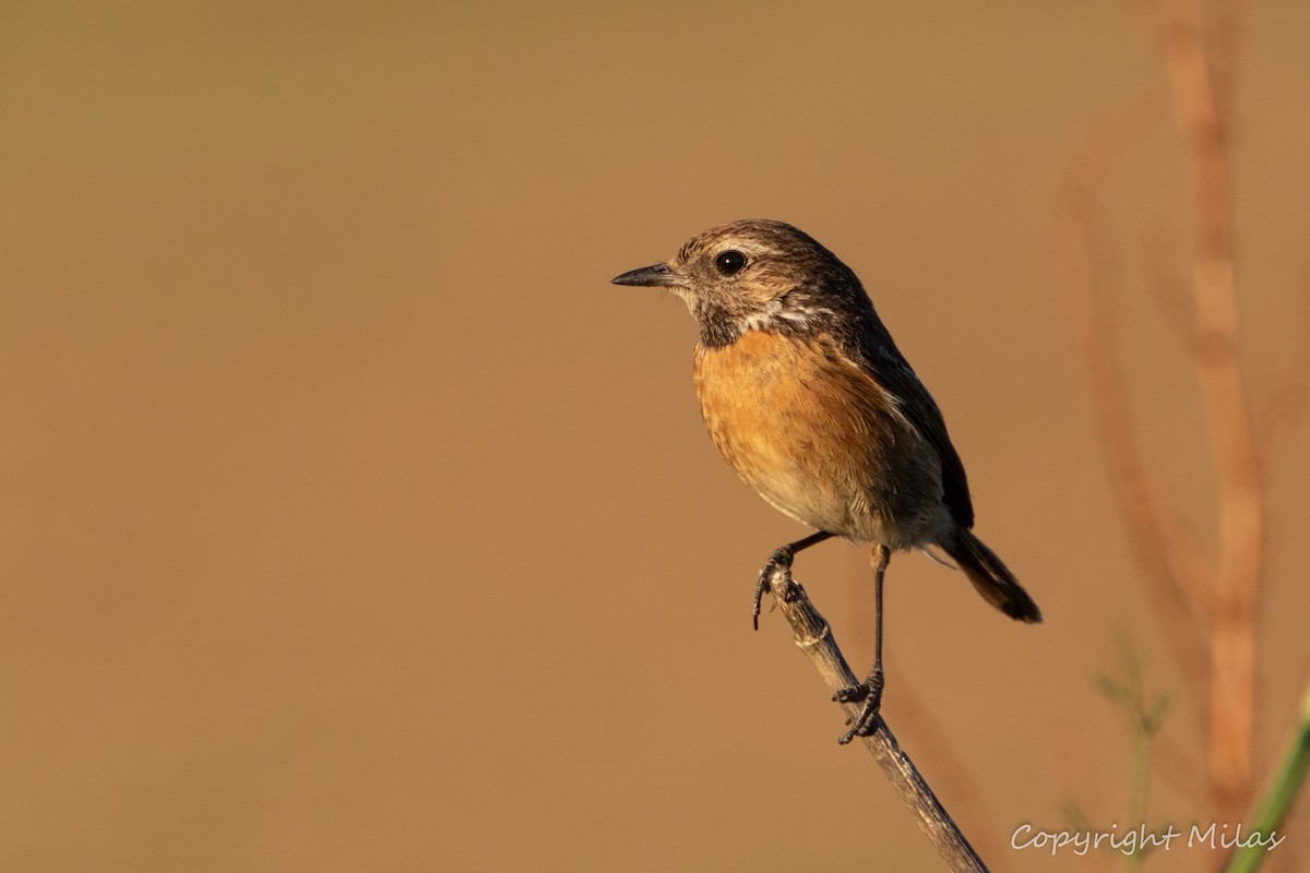 European Stonechat - ML620481849