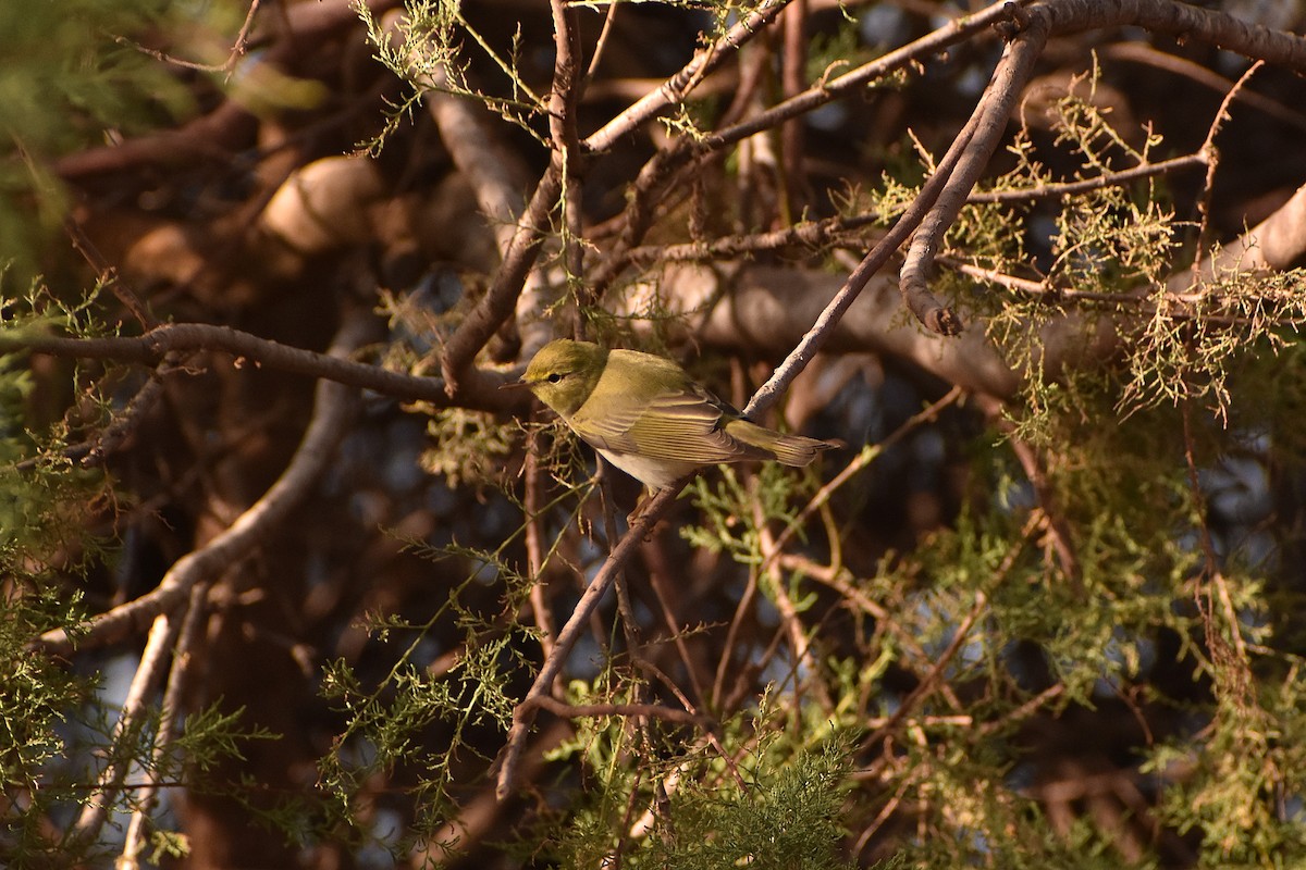 Wood Warbler - ML620481850