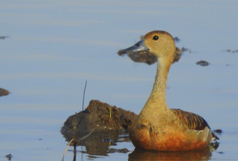 Dendrocygne siffleur - ML620481854