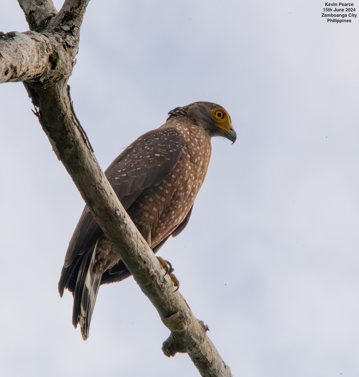 Philippine Serpent-Eagle - ML620481858