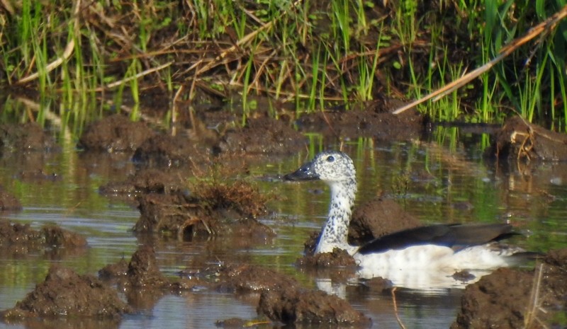 Knob-billed Duck - ML620481859