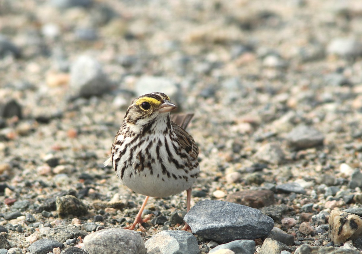 Savannah Sparrow - ML620481860