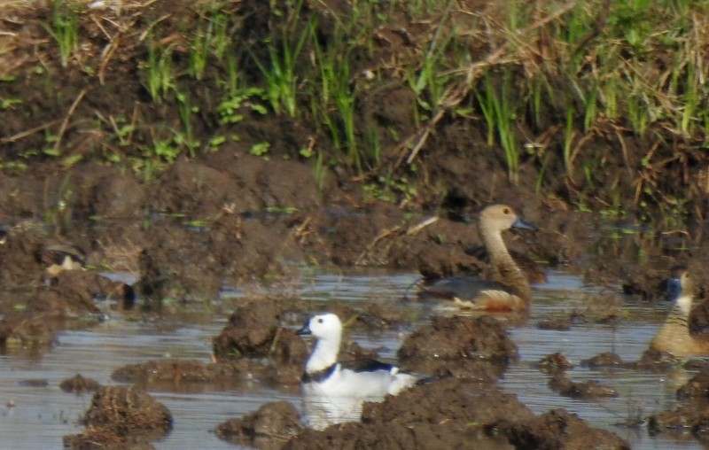 Cotton Pygmy-Goose - ML620481861