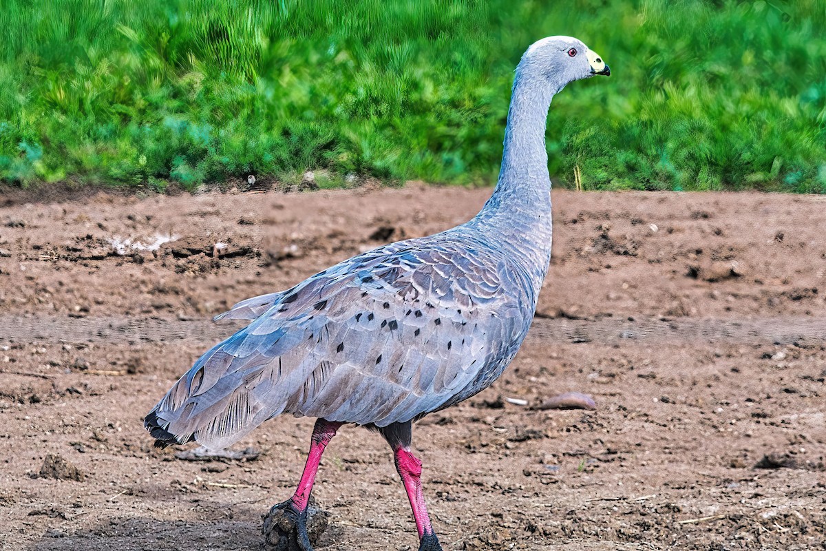 Cape Barren Goose - Alfons  Lawen