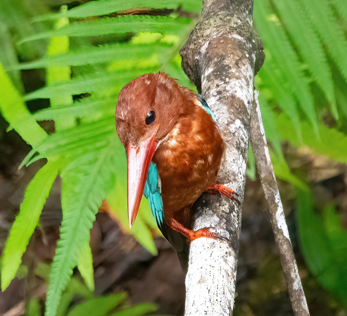 Brown-breasted Kingfisher - ML620481865