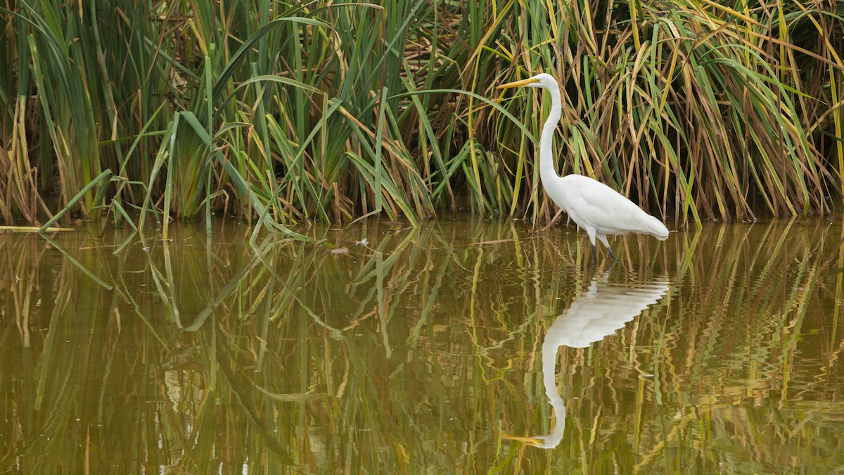 Great Egret - ML620481869