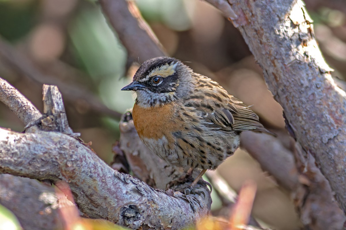 Rufous-breasted Accentor - ML620481873