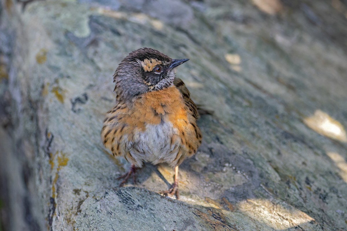 Rufous-breasted Accentor - ML620481874