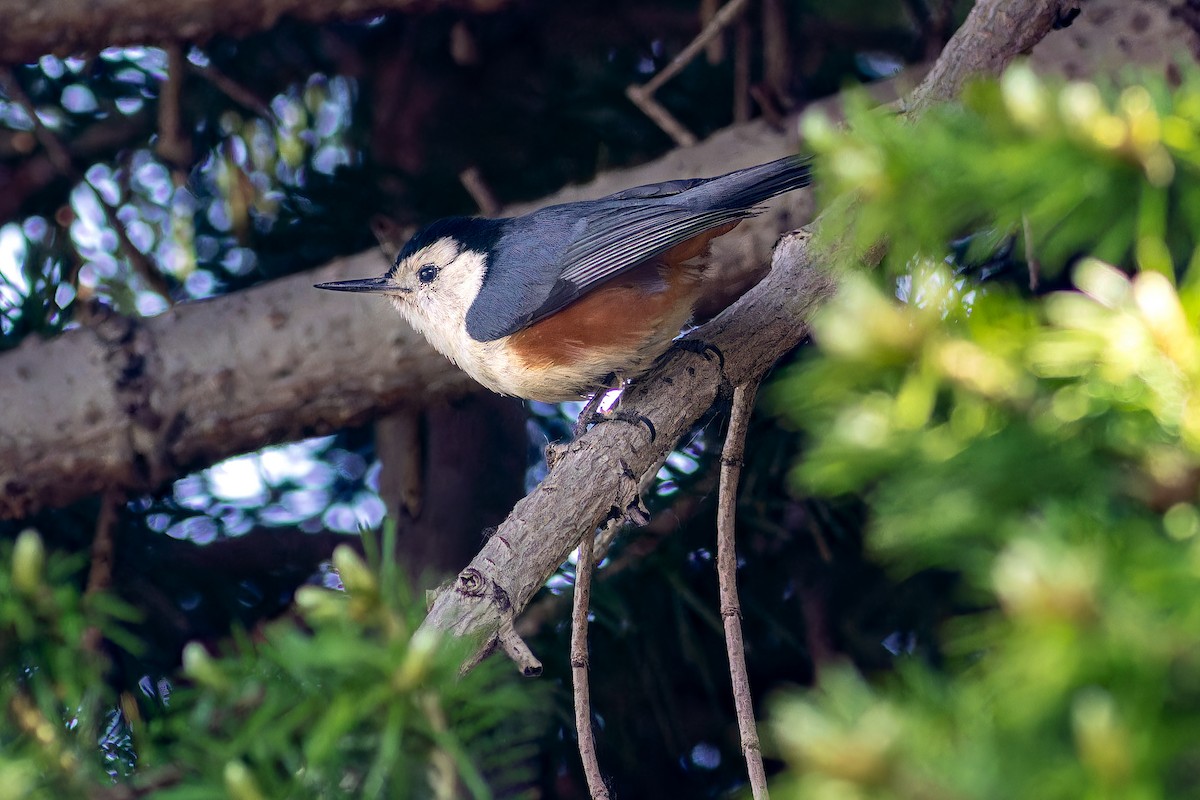 White-cheeked Nuthatch - ML620481875