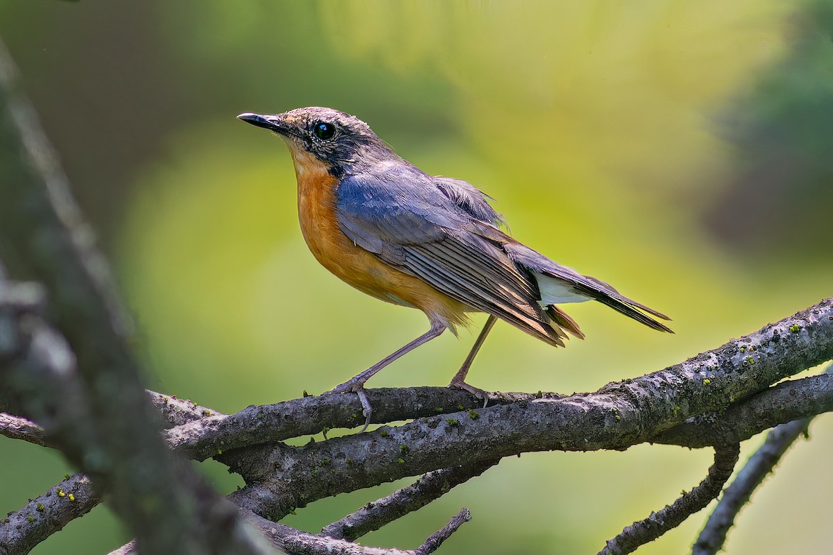 Indian Blue Robin - ML620481877