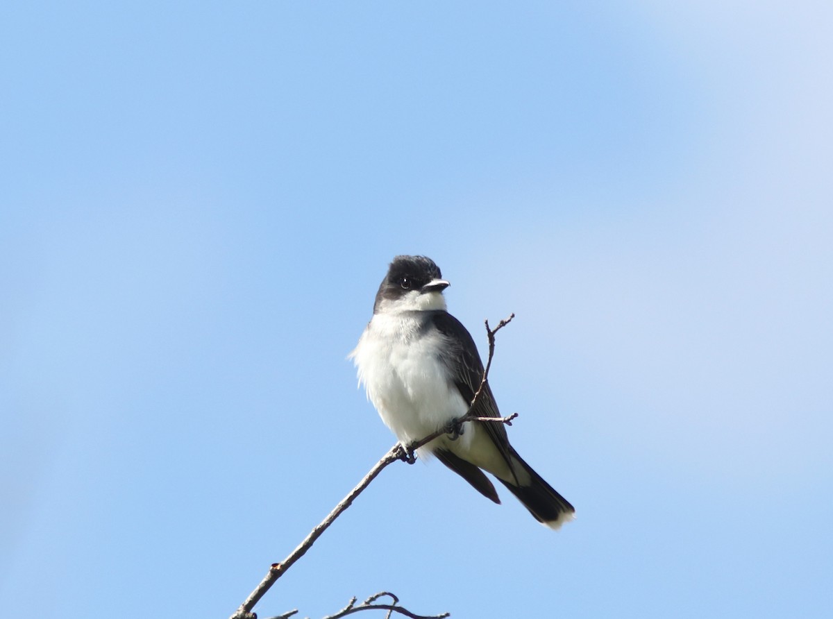 Eastern Kingbird - Real Gauthier