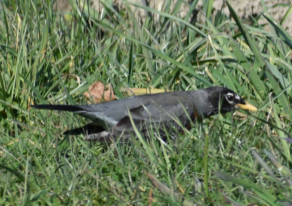 American Robin - ML620481881