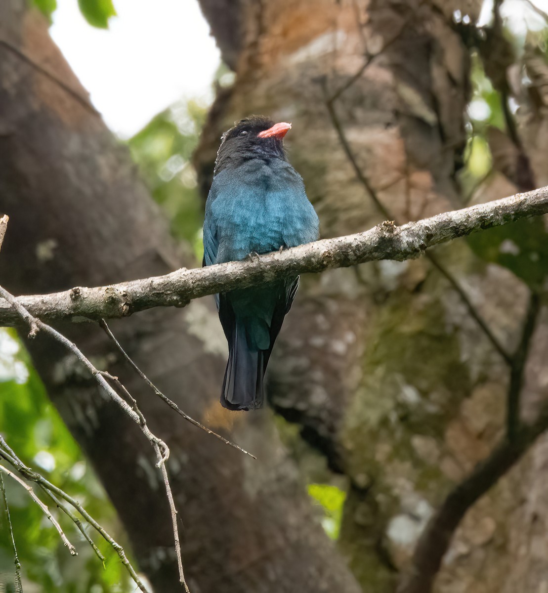 Dollarbird - ML620481885