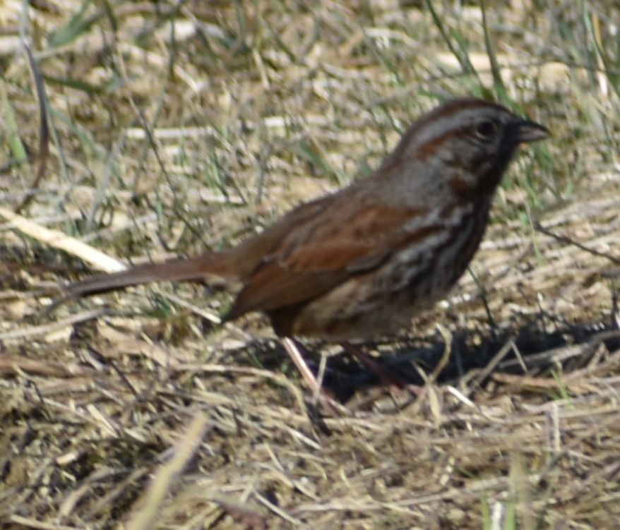 Song Sparrow - Sally Anderson