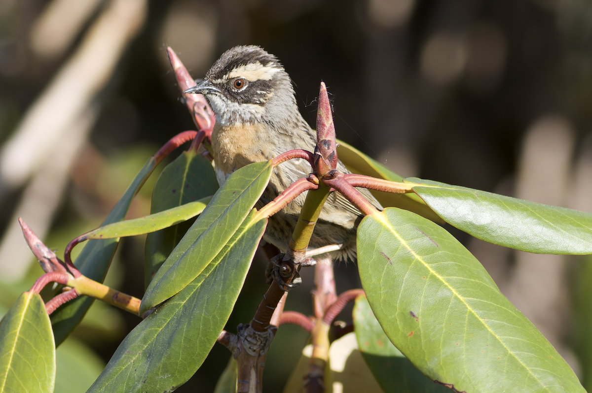 Rufous-breasted Accentor - ML620481887