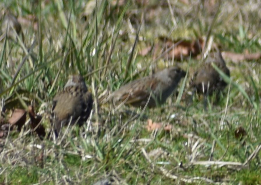 Golden-crowned Sparrow - ML620481890