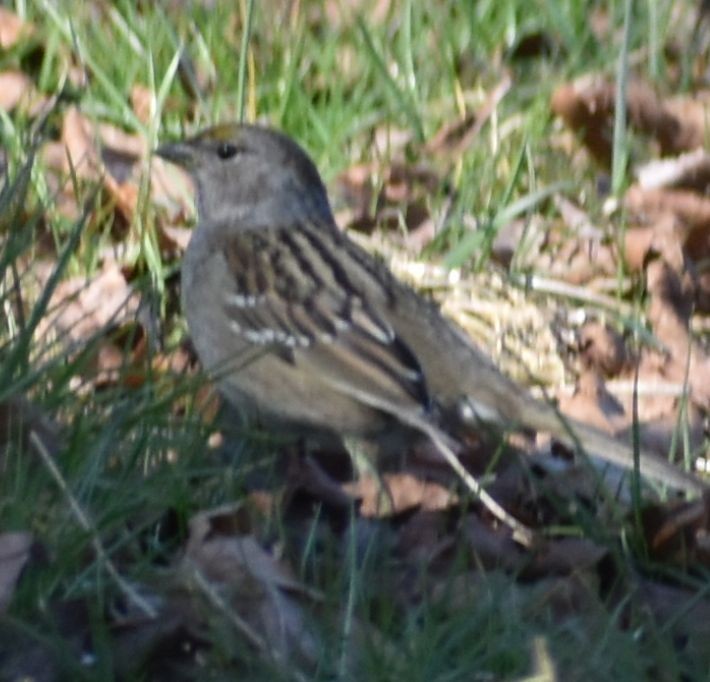 Golden-crowned Sparrow - ML620481891