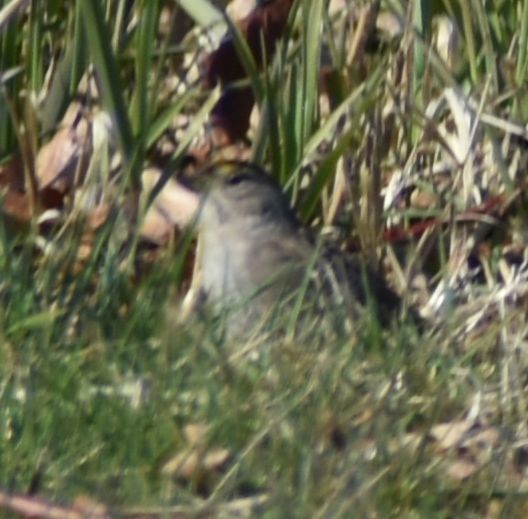 Golden-crowned Sparrow - ML620481892