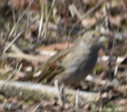 Golden-crowned Sparrow - ML620481893