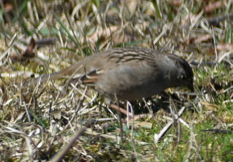 Golden-crowned Sparrow - ML620481894