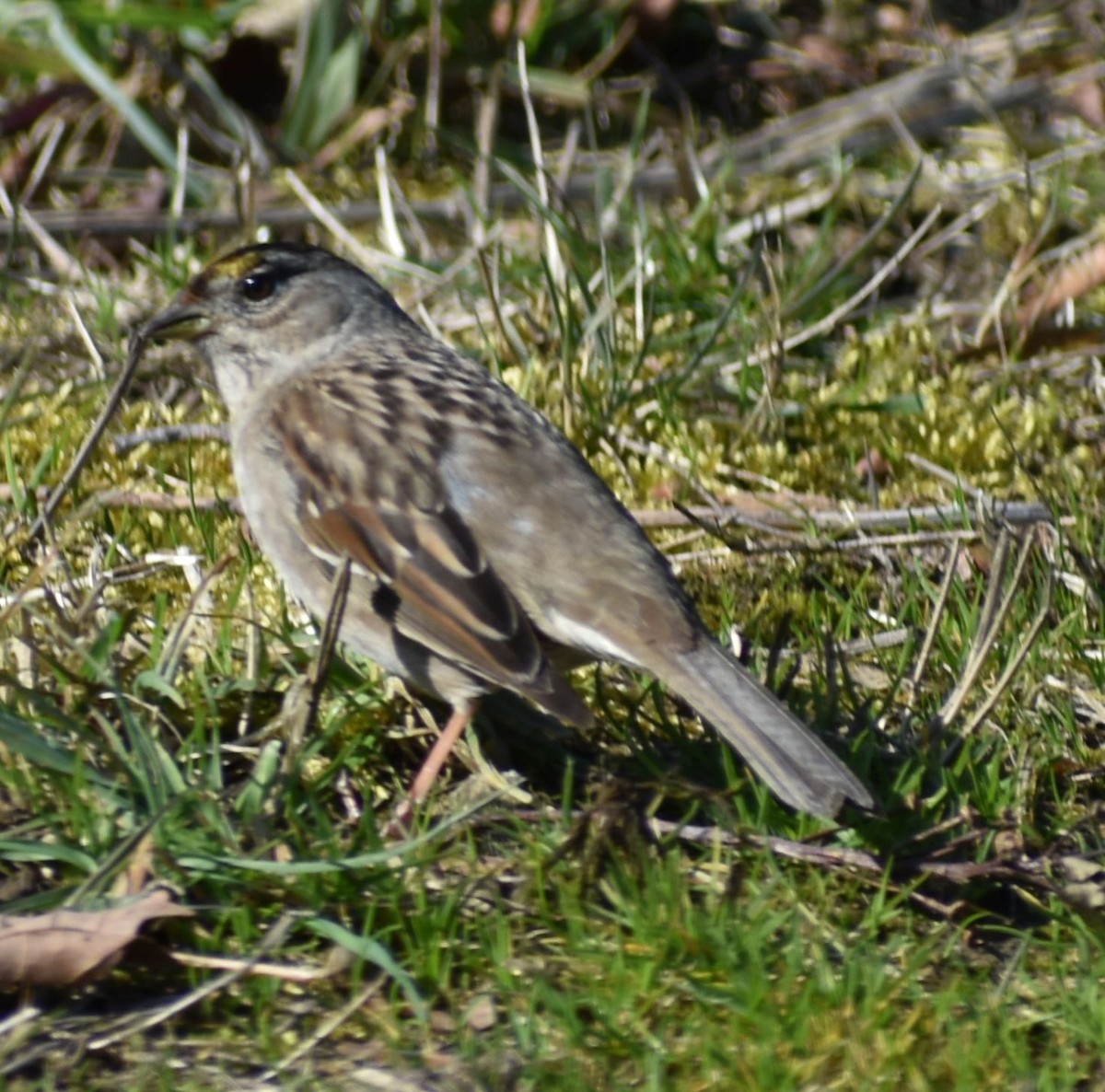 Golden-crowned Sparrow - ML620481895